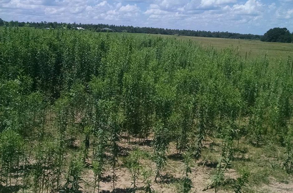 Sunn hemp can function as forage for livestock. [SPECIAL TO THE NEWS BULLETIN]