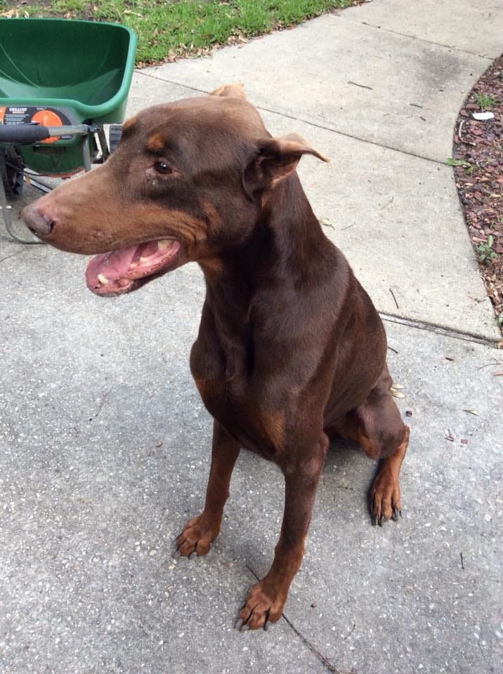 This dog was found in the Silver Oaks neighborhood off Old Bethel Road in Crestview. [SPECIAL TO THE NEWS BULLETIN]