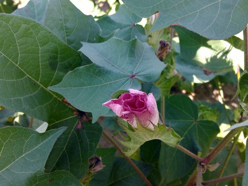 Cotton flowers attract native pollinators and honey bees. Cotton honey is said to have a buttery flavor with a definite tang.