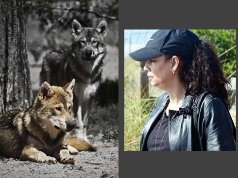 "Spirit Wolf" by Trina Talmon, left, is one of her most majestic photos on exhibit at the Crestview Public Library.