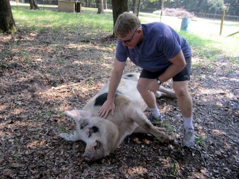 Dr. Don Grundel gives Peter, his Gloucestershire Old Spot breed hog, a friendly rub at Grundel Hilltop Farm in Baker.