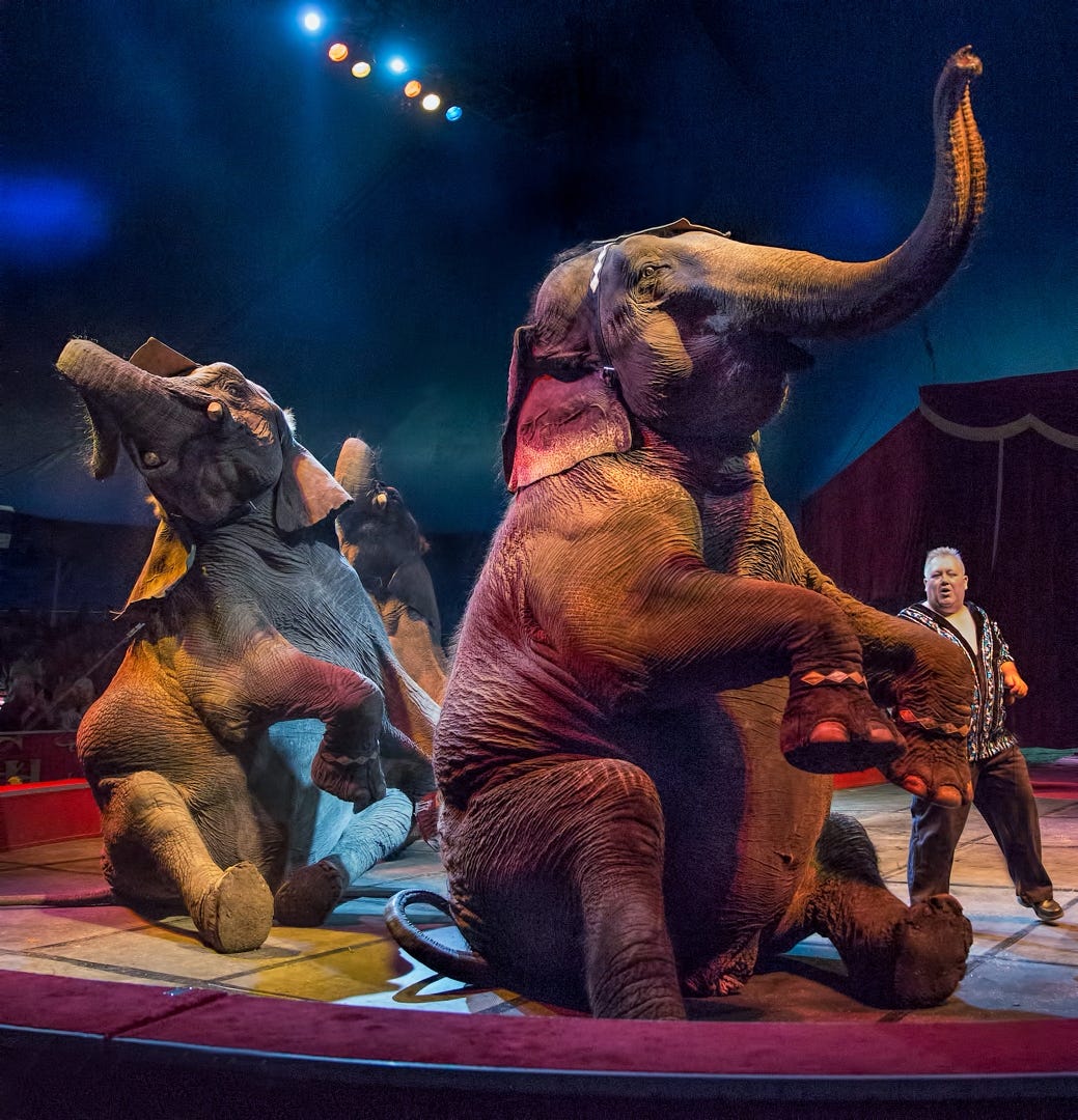 Trained elephants are part of the Loomis Bros. Circus 

experience. [CONTRIBUTED PHOTO]