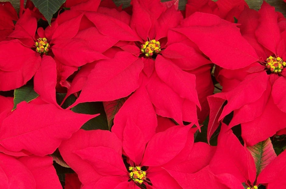All proceeds from a local poinsettia sale benefits ARC of the Emerald Coast, which provides care and support to peole with intellectual and developmental disabilities. [PIXABAY.COM]