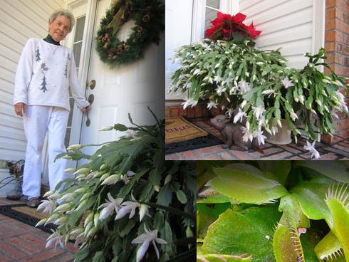 Left: Betty Woodward stands at her Crestview home's entrance, where "Mama," her Christmas cactus, welcomes visitors. Right: Mama, a Christmas cactus with more than 200 flowers, is almost in full bloom.
