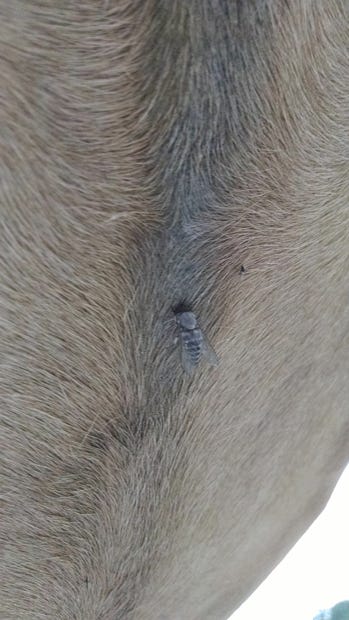 A horse fly feeds off a horse June 27 in Crestview.