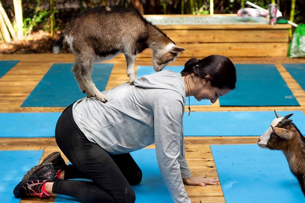 Goat Yoga happens every third Saturday at Emerald Coast Zoo. Gracie Simmons, owner of Grateful Hearts Yoga in North Crestview. Simmons is pictured here practing her balance with the help of a goat. [CONTRIBUTED PHOTO]