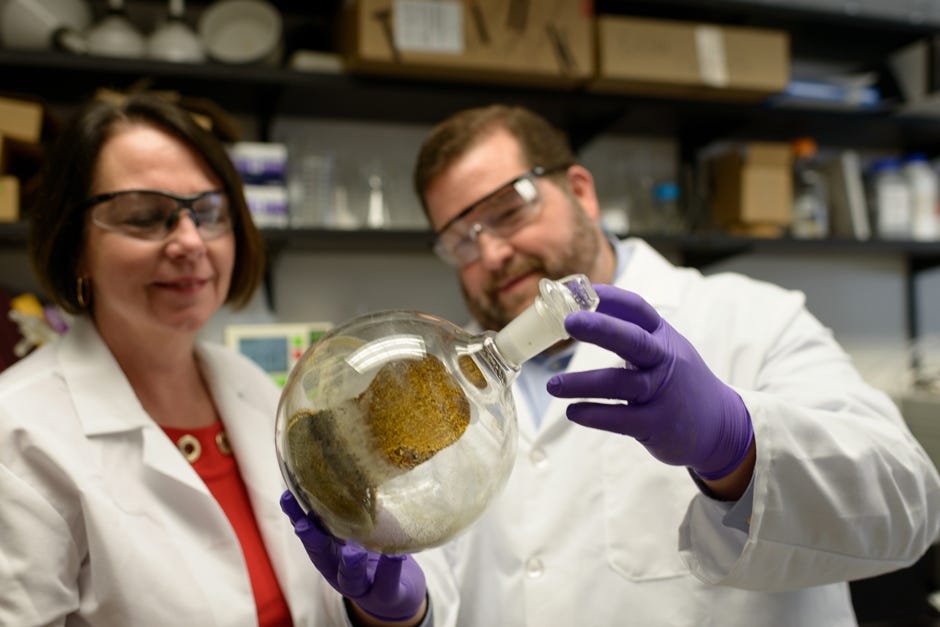 Bonnie Avery, Ph.D., a clinical professor of pharmaceutics, and Chris McCurdy, Ph.D., a professor of medicinal chemistry, hold up a flask of kratom, or Mitragyna speciosa, in a laboratory at the University of Florida. Researchers at the UF College of Pharmacy research kratom's potential to wean addicts off opioids. [JESSE S. JONES | SPECIAL TO THE NEWS BULLETIN]