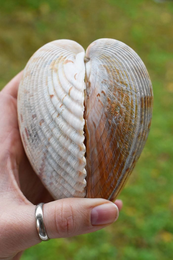 Cockle shells: These beach show-stoppers are often the size of your hand and strong enough to remain in one piece, which make them great for collecting. It’s also always “warmed the cockles of my heart” that the two shells of this bivalve form a heart shape when whole. [PHOTO BY AMANDA NALLEY | FWC]