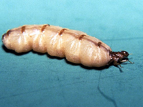 Formosan subterranean termites