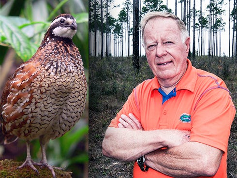 Bill Barnhill of Crestview has ensured his loblolly and slash pine stands are favorable habitat for quail. He plants a mixture of bunch grasses, broadleaf plants and low woody brush, and regularly burns so there is enough bare ground for the birds to eat and move around in.
