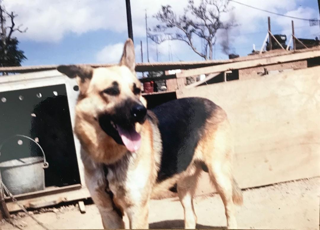 Speaking to the handler, I learned "Larry" the scout dog was well trained, but the handler was new, in Vietnam only a few days. [John Shoemaker]