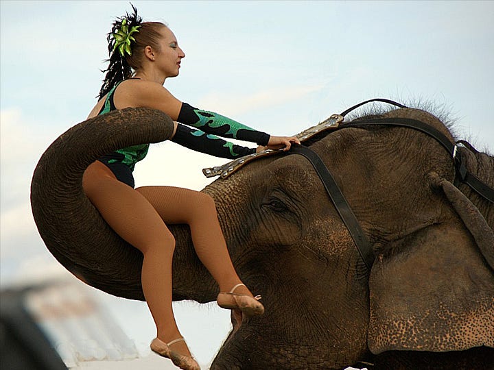 "Miss Irene," a performer in the Loomis Bros. Circus, sits in an elephant’s trunk. The elephants — along with acrobats, Siberian tigers and other acts — will perform Nov. 8-11 at Old Spanish Trail Park. They also will appear in the Crestview Veterans Day Parade, 9 a.m. Nov. 11 on Main Street.