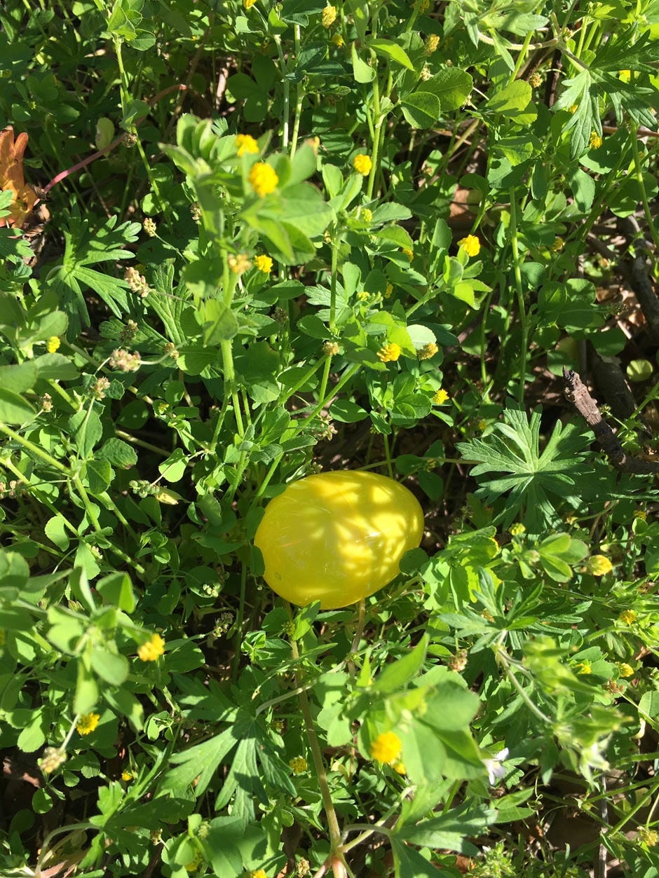 Winter weeds like hop clover let us know spring is near. By May, they'll be gone. [Special to Gatehouse Media Florida]