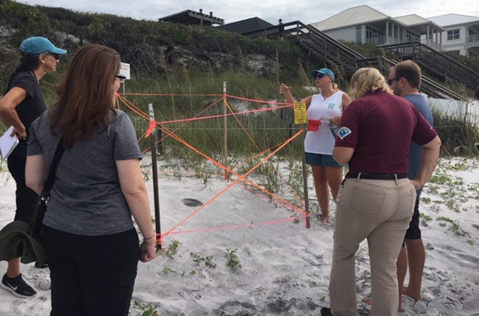A group excavates a sea turtle nest on Seagrove Beach. [PHOTO BY LAURA TIU]