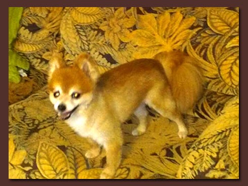 Angel B, a Pomeranian, has been missing since July 28.