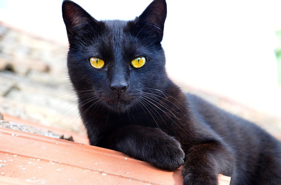 Crestview Tractor Supply is offering to take Halloween photos of customers and their pets this year. [CONTRIBUTED PHOTO]