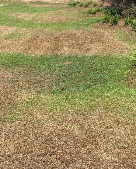 This lawn shows areas of dry grass where irrigation system coverage was incomplete. [Special to Gatehouse Media Florida]