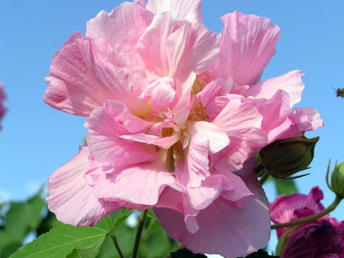The Confederate rose is a true hibiscus, but unlike many other ornamental hibiscus species, for some reason it is not usually found in most local garden centers.