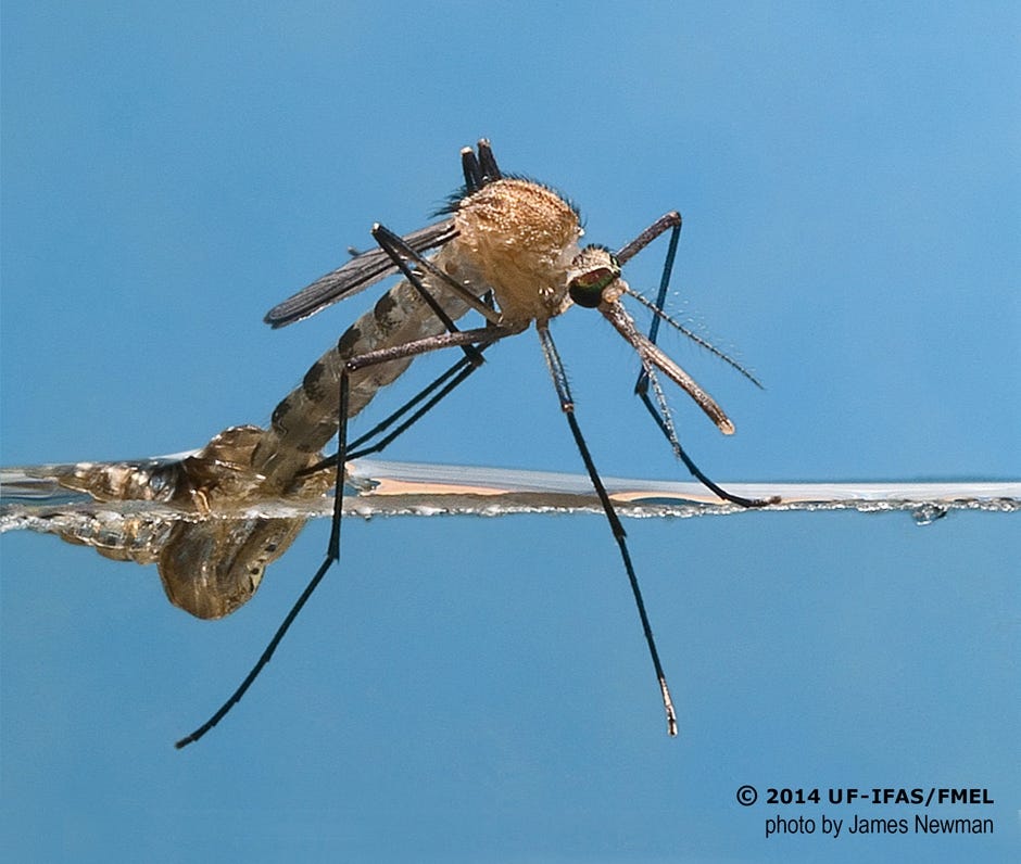A Southern house mosquito, or Culex quinquefasciatus, emerges from the pupal exuviae, or cast skin, onto water. [CONTRIBUTED PHOTO]
