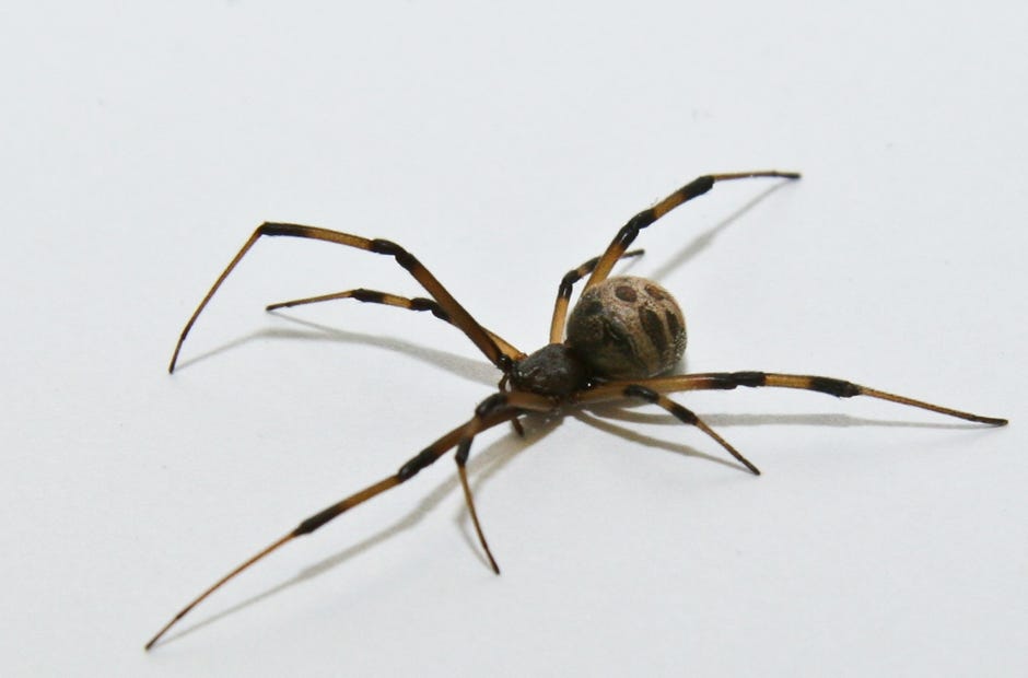 A brown widow spider is pictured. [THOMAS WRIGHT | CONTRIBUTED PHOTO]