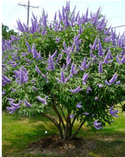 The chaste tree is "often planted where beekeepers visit in order to promote excellent honey production or simply included in the landscape for the enjoyment of its showy, summer display of violet panicles," says Sheila Dunning.