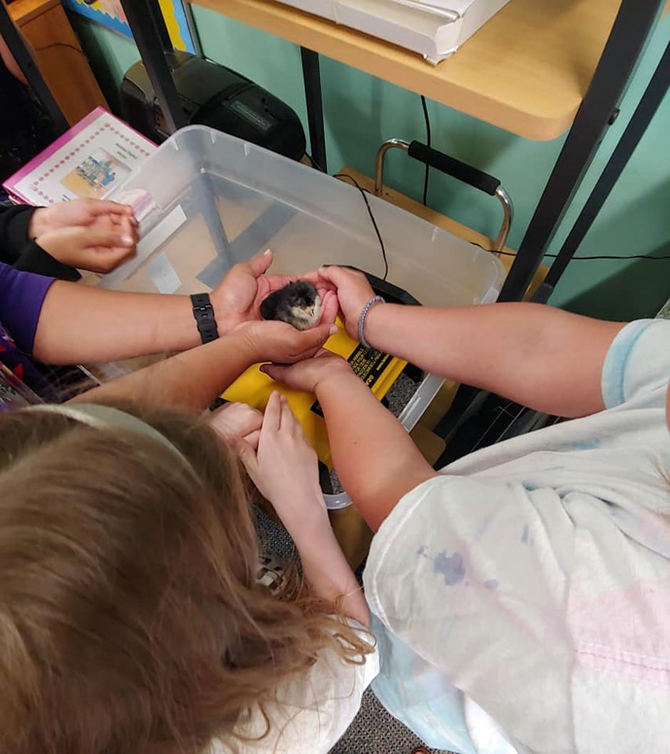 Eglin School-Age Program students hold a baby chick after their egg hatched. [CONTRIBUTED PHOTO]