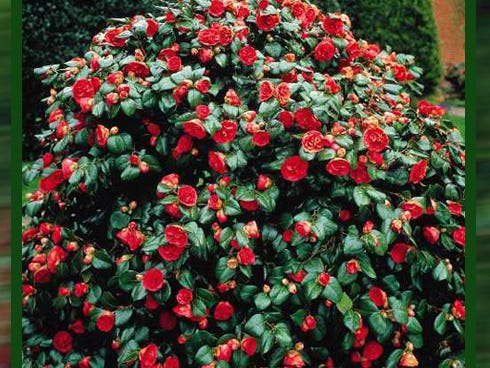 Varieties like the Japanese camellia are popular ways to add color to a winter landscape.