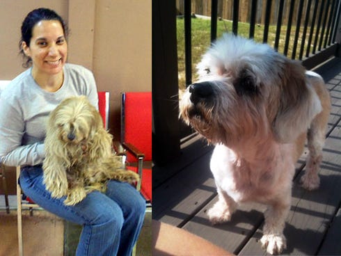 April Hight holds Maggie shortly after being reunited with the wayward Lhasa Apso, who was found Wednesday after 9-and-a-half years on the lam. Trimmed, shampooed and home at last, Maggie's family says the wayward pooch is "skin and bones but she's acting like a typical little puppy."