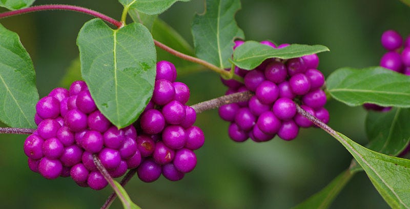 “American beautyberry is a low-maintenance, native plant with no major pest concerns that can be a nice addition to a North Florida landscape,” says Larry Williams, an agent at the University of Florida's Institute of Food and Agricultural Sciences Extension office in Crestview.
“It is great for low-maintenance landscapes and naturalized gardens. I will always have some in my landscape.”