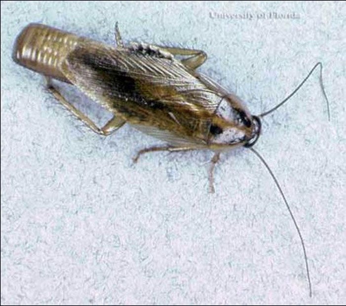 This adult female Asian cockroach (Blattella asahinai Mizukubo) carries an egg case (ootheca).