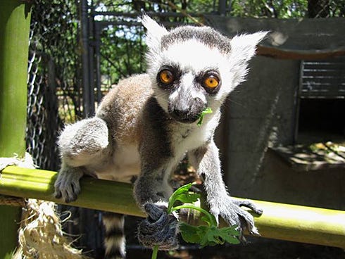 Sweet Pea, a baby ring-tailed lemur, will be among animal attractions at Emerald Coast Wildlife Zoological Park, formerly know as Sasquatch Zoo.
