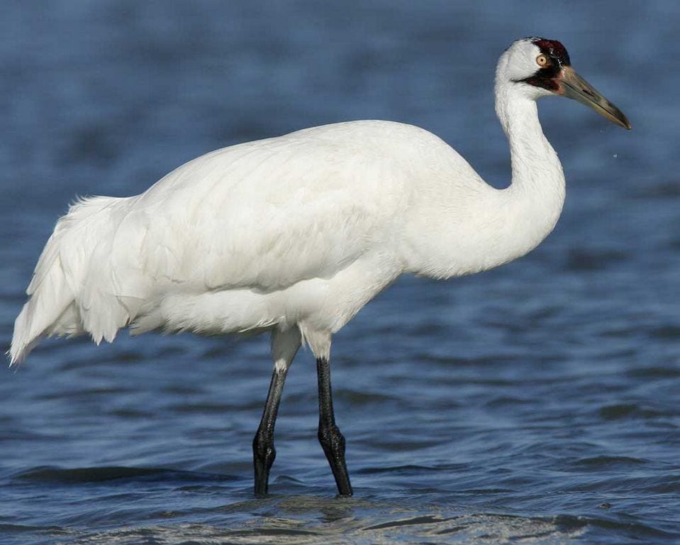 Operation Migration will conduct monitoring and outreach efforts in support of conserving the critically endangered whooping crane and building a self-sustaining population in the Southeast.