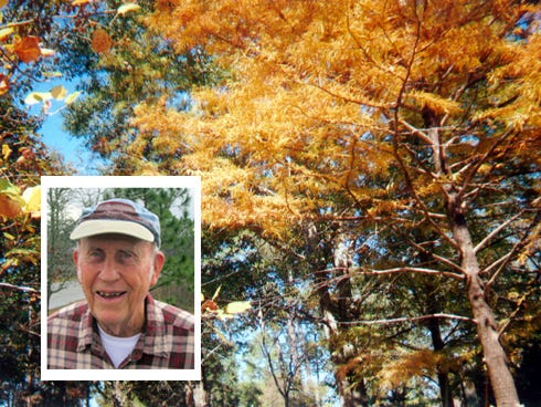 A native bald cypress' golden autumn leaves paint a colorful canopy over the McMahon Environmental Center in Crestview. A poplar's yellow leaves are on the left. John McMahon (inset) recommends a visit to the center for more autumn scenery.