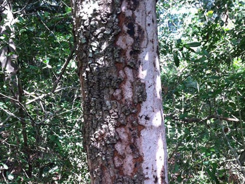 Hypoxylon canker usually appears as pale patches on the tree's trunk, where bark is missing. Unfortunately, once it becomes enough of a problem to be noticeable, there are no easy options to fix it. In fact, the fungus itself is almost always a secondary problem; it moves in when other factors weaken the tree.
