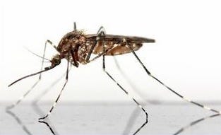 DOH-Okaloosa reminds residents and visitors to avoid being bitten by mosquitoes and to take basic precautions to help limit exposure. To protect yourself from mosquitoes, you should remember to “Drain and Cover”: