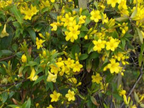Carolina jessamine