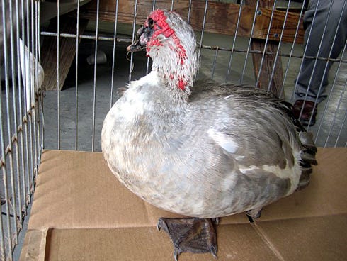 This Muscovy duck, rescued Wednesday morning at Twin Hills Park, lost its leg last week after becoming entangled in fishing line.