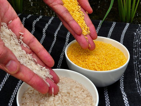 Genetically modified organisms include genes from another plant or bacteria that add a desired trait, like the golden rice grains, right, compared to regular rice.