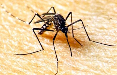 A University of Florida researcher is going to Brazil to study the ability of the Aedes aegypti mosquito, pictured, to transmit the Zika virus.