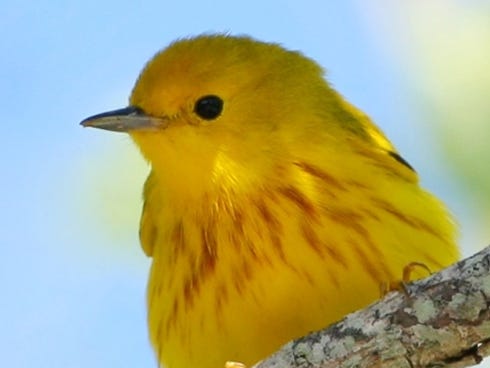 A yellow warbler