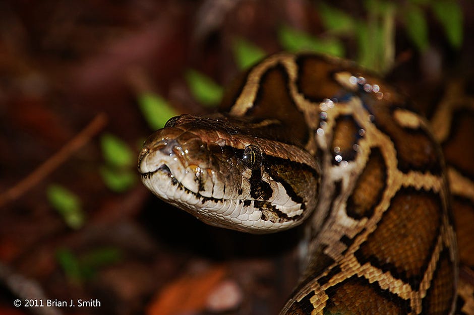 University of Florida: Radio tracking helps hunt Burmese pythons ...