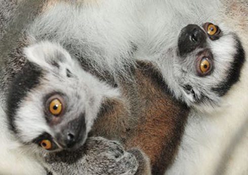 These twin baby ring-tailed lemurs are two of three lemurs recently born at the Emerald Coast Wildlife Refuge Zoological Park in Crestview.