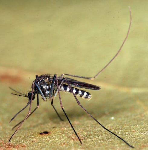 The Culex erraticus mosquito may be just as important in transmitting EEE because it's more abundant, especially in the Southeast, according to assistant professor Nathan Burkett-Cadena.