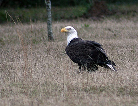 Baker resident Cindy Caroll photographed this bald eagle, which she spotted near Ritz Food Store on Florida Highway 4 in Baker. The protected bird has become "a major attraction" in the rural area, she said.