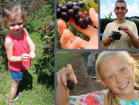 Clockwise from left: Carrie Martin shares this photo of her daughter, Carly, picking blueberries recently at Brooks Farm in Baker.
Mobile, Ala. resident Kevin Holley picks blueberries at the Smith Farm in Laurel Hill while visiting area relatives.
Justin Rost enjoys the fruits of his recent berry-picking labor at Brooks Farm.
Kathryn Dawn Riggs Doll — who shares this photo of her 10-year-old daughter, Laeni — likes Brooks Farm in Baker for more reasons than one. "So sweet, juicy and delicious!" she said of its blueberries and blackberries, pictured. She also enjoys owners Mary and John Richardson — "they are great people!" Doll said.