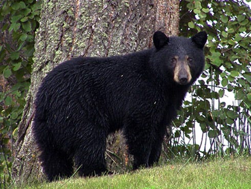 The Florida Fish and Wildlife Conservation Commission is considering whether it should allow limited black bear hunting. The option is one of several under consideration to manage bear population and reduce human-bear conflicts. But Crestview's Barbara Adams has an alternative suggestion to add to the mix.