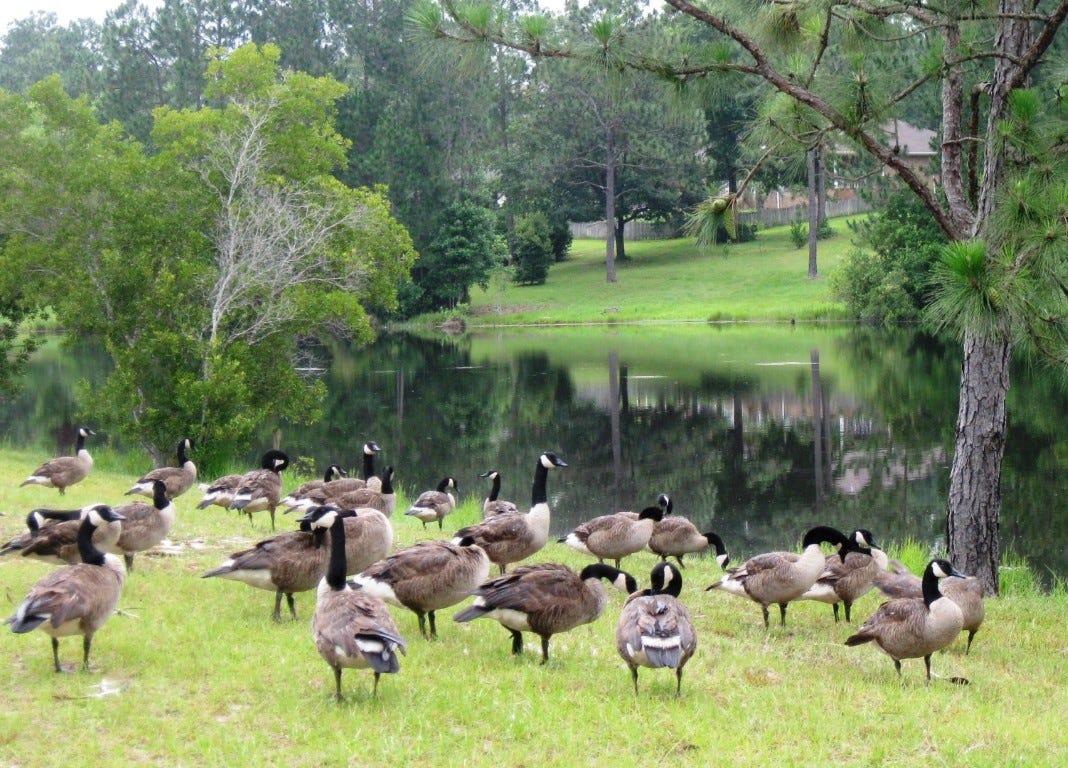 Resident Isabelle Mills, whose home is in the background, says children can learn about nature from these Canadian geese that prolonged their winter stay in her neighborhood.