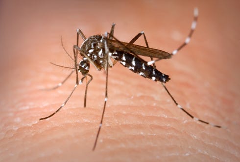 Eliminating standing water, improving drainage in the landscape, weeding and proper mowing are just a few of the ways to help manage the mosquito population.