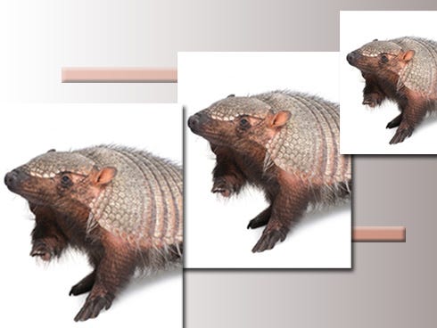 A Paraguayan screaming hairy armadillo is among exotic wildlife coming to July 15 to the Crestview Public Library.