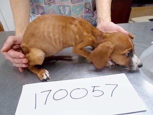 PAWS seized 11 dogs that were severely underweight and “covered with fleas” from a Baker residence on Sunday and Monday.